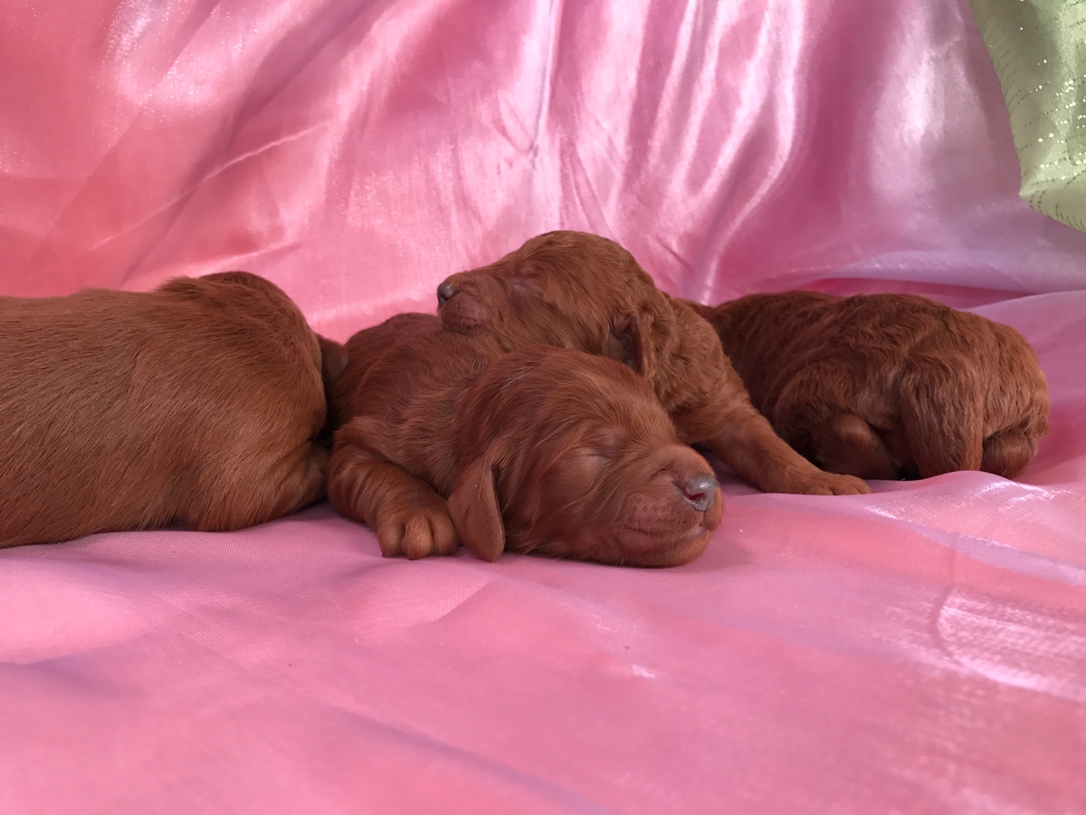  Mini Goldendoodle-Dark Reds